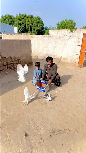✨ Emotional Pigeon Release Freedom Flight ❤️🕊️ #PigeonRelease