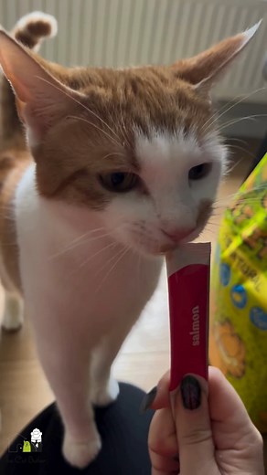 Taffy in Lichfield demonstrating the correct technique for maximum licky-treat enjoyment 😻👅✨ Step 1: Slurp loudly. Step 2: Slurp louder. Step 3: Demand more. 😹💖 #CatButlerLife #LichfieldCats #LickyTreatQueen #SnackTimeExpert The Cat Butler - Tamworth | The Cat Butler - UK