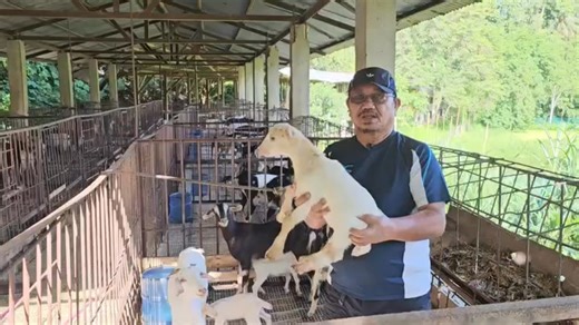 Improved Goat Farming! Infusing Lamancha Blood On Native Goats Improve Meat Production! | PH Food Security Group