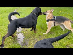 Rottweilers vs German Shepherd