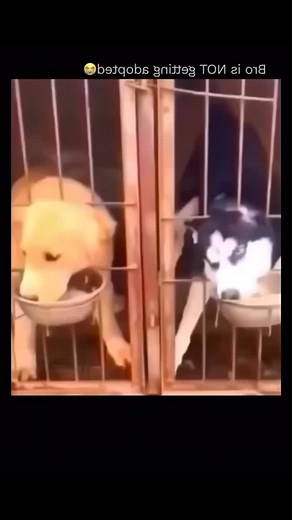 Is this a human reincarnated as a dog??? 😅 Follow @simplyepicmusic | Simply Fun Stuff