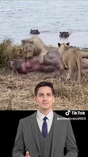 Hyenas Feast on a Massive Hippo | Animal Predators