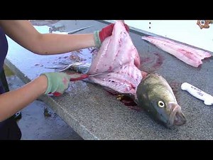 How to Fillet a Rockfish (Striped Bass) - Dexter Outdoors
