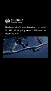The last call of a Kaua’i O’o bird recorded in 1987 before it went extinct. | Historical Pictures