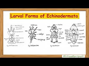 Larval Forms of Echinoderms Explained simply with Diagram.