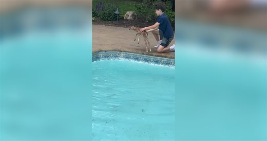 Video of the Day: Boy rescues baby deer from pool