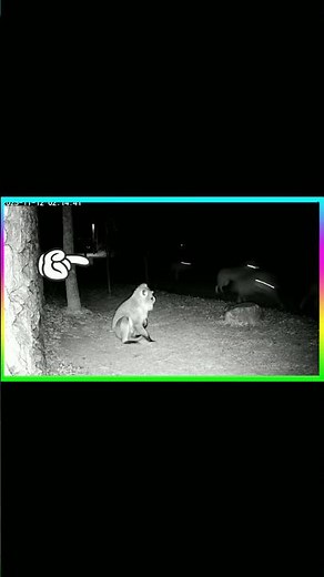 Wolves Attack on sleeping monkey😱#shorts #horror #wolves