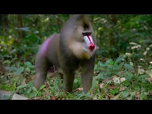 Mandrills Guardians of the Rainforest 🌳🐵 A Journey into the Jungle