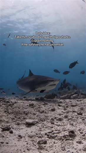 Take Her Swimming with Tiger Sharks on a First Date