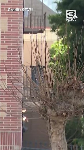 Mountain lion spotted in San Francisco's Pacific Heights