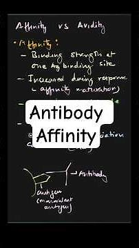 Antibody Affinity Explained | Affinity in Immunology #Shorts
