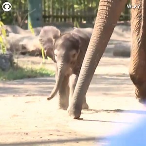 546K views | READY FOR HIS CLOSEUP: A baby elephant made his debut at the Louisville Zoo Thursday. The bull calf was born on August 2 and is only the second elephant to be born at the Louisville Zoo in 50 years. The Kentucky zoo plans to have a naming contest to decide what to call him. | CBS Newspath | Facebook