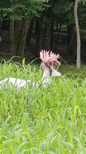 1.3M views · 44K reactions | White deer on your bucket list?! Let Smokin Gun Hunting Ranch help ✔️ check ✔️ it ✔️ off! This fine fella snuck in and has shed most of his velvet. Call Rich @ 715-645-2080 and we will get you in for your hunt! #whitetailhunting #deerhuntingseason #bigbuckdown sghunting.com | Smokin' Gun Hunting Ranch | Facebook