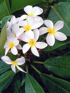 How to Plant a Plumeria Stick
