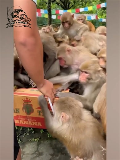 From clumsy monkeys to daring fails in the wild - nature has the funniest moments! 🌍🐾🤣 #animalfails #funnyanimals #EpicFails #WildlifeMoments | Fish & Funnies