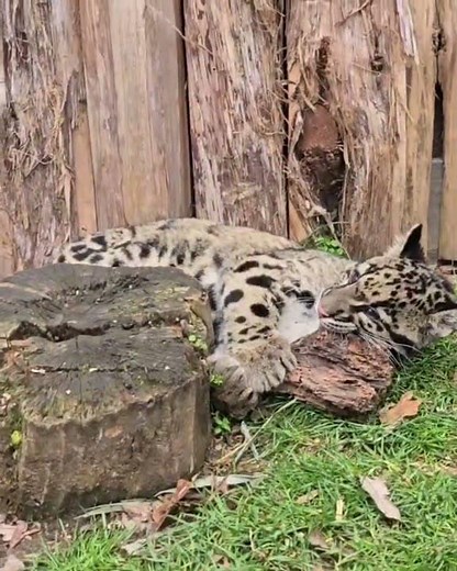 Clouded leopard cubs playing