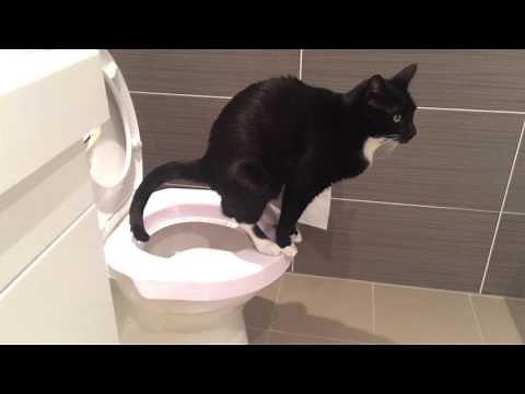 Cat pooping in toilet