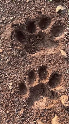 Subedar Was Here! The Giant Tiger's Pugmark Reveals a Hidden Story | Sahyadri Tiger Reserve #viral