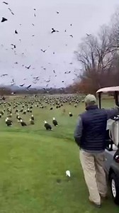 A round of golf at Old Toccoa Farm Golf Course delayed by hundreds of bald eagles.