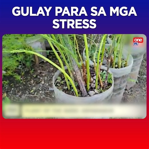 Maraming health benefits sa ating katawan ang pagkain ng asparagus. Mainam ito sa esophagus! Okay kasi ito sa mga mahina ang panunaw. At para sa mga stressed, hinga! Makatutulong din daw diyan ang asparagus! | One PH