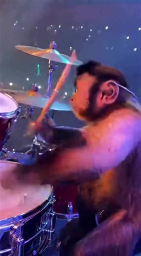 POV: You practice for years… the monkey just plays Follow #monkey #tiktokanimals #viral #drums #fyp