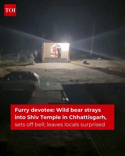 405K views · 5.1K reactions | "It is possible that the bear, in...