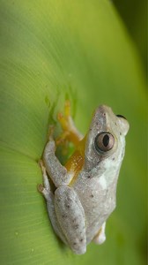 Unseen beauty of frogs in Sri lanka 🇱🇰 #SriLanka #wildlifephotographer #wildlifephotography #frogs #srilankanwildlifetours | Ravisara Jayamanna - The Wildlife Photographer