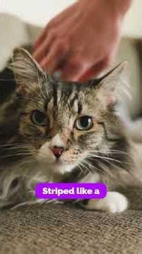 5 Things You Didn’t Know About Tabby Cats #cats #tabbycat #catlovers