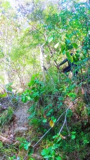 #villagelife #atack #tiger