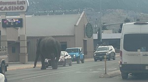 Spooked elephant escapes circus and wanders streets of Montana
