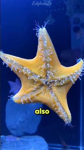 Nature Made This Creature Absolutely Weird