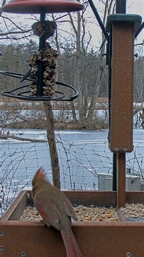 21K views · 1.8K reactions | Are you seeing any colorful birds at your feeder lately? Nature's color palette is on display at the Cornell Lab FeederWatch Cam when the rich hues of the Blue Jay and warm tones of the Northern Cardinal make their way on screen! These two species are some of the most recognizable birds across their range thanks to their brilliant colors. Watch LIVE at AllAboutBirds.org/CornellFeeders | Bird Cams | Facebook