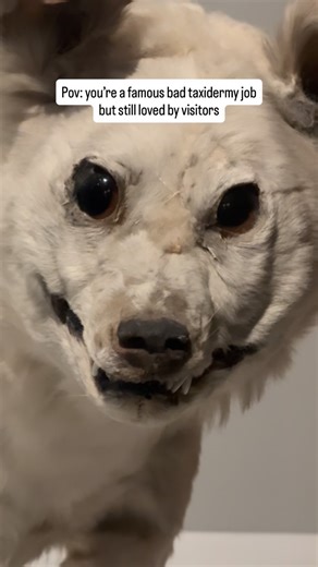 Te Papa on Instagram: "One of the very few preserved Kurī in the world, and a popular highlight for visitors! Come see her for yourself at our Te Taiao | Nature exhibition."