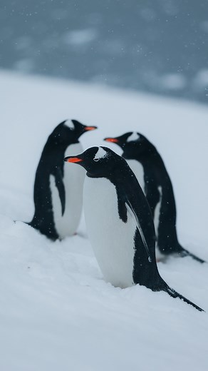 309K views · 3.7K reactions | THE 7TH CONTINENT  Who else dreams of seeing penguins?  Antarctica season has just begun and this it is probably the craziest place to visit on our planet . #antarctica #ice #earth #antarktis #expedition | Jonas Furstone | Facebook