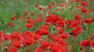 Field full of bloomin poppies and other wild flowers in europe