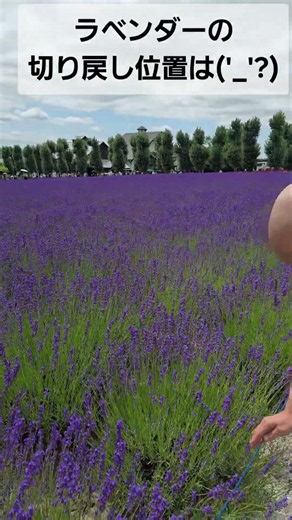 Soothing Lavender Pruning #PruningTips #Gardening #GardenMaintenance #PlantCare #Deadheading #Lav...