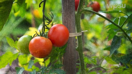 🍅 No garden space? No problem! Learn how to grow fresh, delicious tomatoes in containers—perfect for small spaces, patios, or even winter gardening. 🌿 Discover the best varieties, container types, potting mix, and more in this Year-Round Gardening tip! 🎥 Watch more episodes of Year-Round Gardening now: https://video.wpsu.org/show/year-round-gardening | WPSU