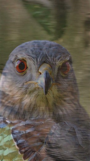 This hawk turns like a fighter jet #wildlife #shorts #amazing