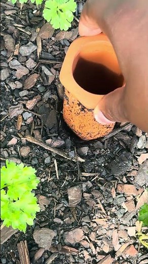 When you know your Terracotta Spikes are working | #gardening #watering #wateringplants