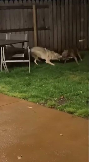 Coyote Invades Yard — Pit Bull Clashes in Brutal Close Combat! #dog #coyote #wildanimals #animals