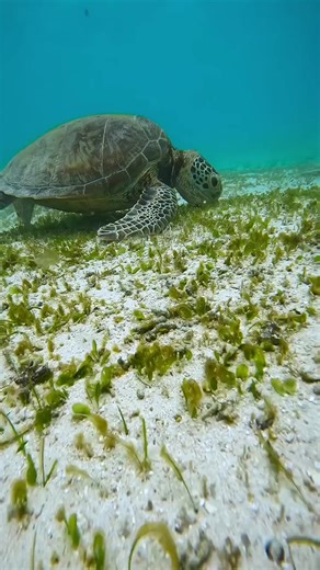 everything is more colorful. #UnderWater #OceanVibes #UnderWaterAdventure #OceanLife #UnderWaterExploration #DiveIn #OceanMysteries #UnderWaterMagic #UnderWaterWorld #DeepBlue #UnderWaterLife #OceanLovers #SeaLife #BeneathTheWaves #OceanTales #UnderwaterCreatures #DiveDeep #UnderWaterJourney #OceanDreams #UnderWaterVibes #UnderwaterPhotography #DiveInDeep #UnderwaterWorlds #OceanWonderland #MarineLife #UnderwaterEscape #UnderWaterAdventureTime #UnderwaterWonders #DivingLife #OceanExplorer #Silen