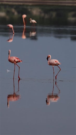Anne Farley on Instagram: "💕🦩Pretty in Pink, Flamingos in Africa 💫 ✨ This was one of my bucket list experiences to see while in East Africa! Flamingos are migratory, so wasn’t sure if we’d have the pond of pink 🦩. We sat here for over an hour just admiring them✨ #Flamingos #lakendutu #lakendutuflamingos #safari #africa 📍Lake Ndutu, Tanzania"