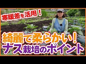Directly taught by farmers in Takayama Village! How to grow large, beautiful eggplants by utilizi...