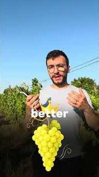 Green Harvest Explained 🟩✂️🍇