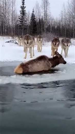 Wolves Hunt Elk Calf Through Thin Ice