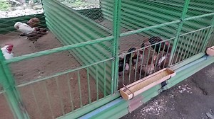 The housing for our breeding flock at Philippine Native Chicken production site has been beneficial for breeding and flock welfare. #sustainablepoultry #flockhealth #poultryfarming #backyardchickens | Philippine Native Chicken
