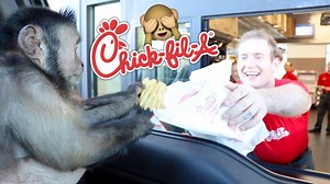 475K views · 18K reactions | MonkeyBoo surprises the Chick-Fil-A drive thru window and gets a hilarious reaction!  What is your favorite thing from Chick-Fil-A?  | MonkeyBoo | Facebook