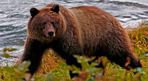 Urso Pardo observado em Portugal