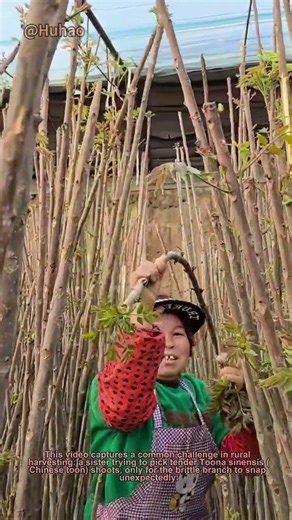 How to Safely Harvest Fragile Toona Sinensis? | Low-Cost Tree Management Hack