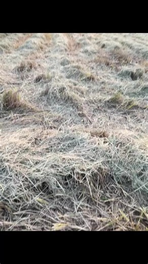 vào đc tht nè má :) #xuhuong #tiktok @logicc